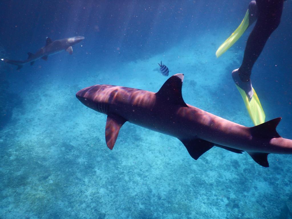 ナカリア ロッジ Wayasewa Island エクステリア 写真